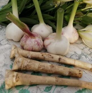 Horseradish va sarimsoq