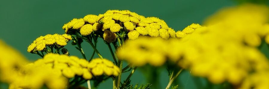 qurtlarga qarshi tansy