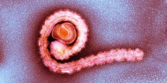 Donf Tapeworm inson tanasida