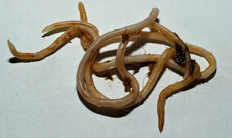 inson tanasidan toksokarara